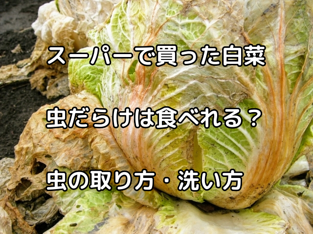 https://ibetavi365.com/life/chinese-cabbage-full-of-insects/